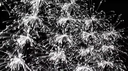 Poster - New Year's Eve fireworks. Plants close view black and white photo background. Natural plant