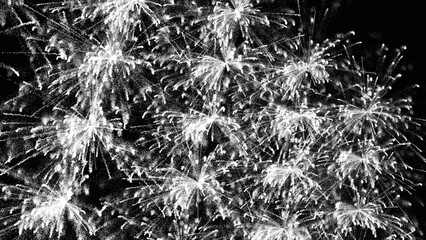 Poster - New Year's Eve fireworks. Plants close view black and white photo background. Natural plant