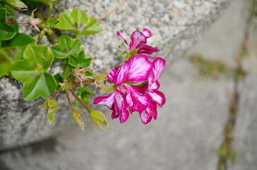 Wall Mural - pelargonium crispum 