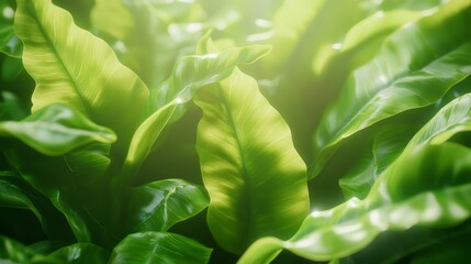 Poster - Lush Green Leaves with Soft Lighting for Professional Photography and Nature Themes in Birds Context