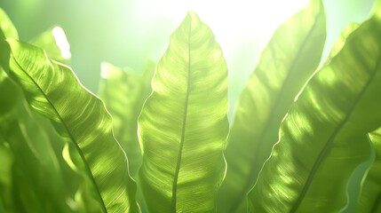 Poster - Lush, Green Leaves Glowing in Bright Light, Perfect for Nature and Professional Photography Themes