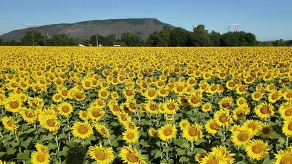 Wall Mural - Beautiful sunflower field on summer with blue sky and white cloudy at Lop buri province,THAILAND