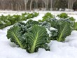 © Gencraffic - Winter gardening cultivating vegetables in a snowy garden outdoor landscape close-up view for seasonal sustainability