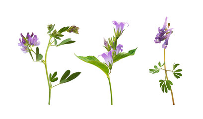 Poster - Set of purple meadow flowers (Corydalis solida, campanula; lucerne) isolated on white or transparent background