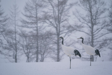 Wall Mural - The red-crowned cranes (Grus japonensis)