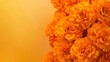 © aubriella - A cluster of fiery orange marigolds on a warm goldenrod backdrop, natural close-up shot, Minimalist style