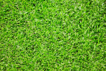 Canvas Print - green grass texture