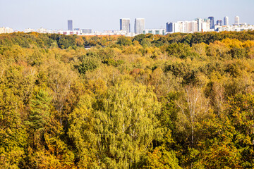 Wall Mural - above view of colorful forest in city park