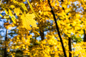 Wall Mural - yellow maple leaf lit by sun and yellow foliage