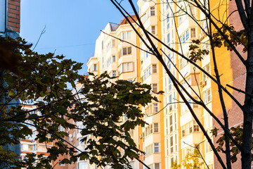 Wall Mural - maple leaves and building illuminated by sun