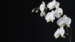 © aubriella - A minimalist composition of white orchids against a stark black background, side angle shot, Modern style