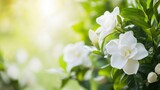 A serene composition of white gardenias against a soft green garden backdrop, side angle shot, Naturalistic style