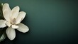 © aubriella - A single elegant white magnolia blossom on a deep forest green background, detailed close-up shot, Minimalist style