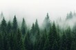© ArtCookStudio - Lush green forest shrouded in fog during calm morning hours in a serene landscape
