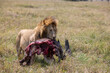 © theStorygrapher - Majestic Male Lion Walking with Meat in Its Mouth Across the Grasslands of Masai Mara, Kenya – Powerful Wildlife Photo