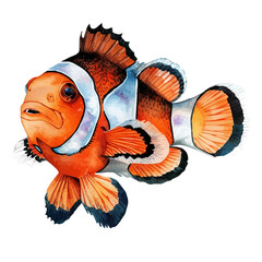 Canvas Print - A watercolor painting of Clownfish, isolated on a white background. Clownfish vector.