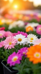 Canvas Print - Colorful flowers bloom in a vibrant garden during sunset hours