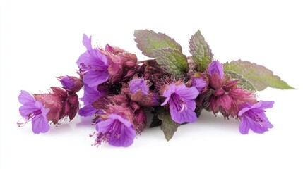 Wall Mural - Bunch of purple flowers are arranged on a white background. The flowers are of different sizes and are scattered around the white background