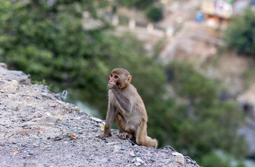 A young Indian monkey sits in the foreground with an urban cityscape in the background. The primate's curious expression contrasts with the busy environment, highlighting wildlife adaptation in urban 