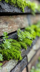 Wall Mural - Green moss and plants growing on weathered wooden planks in natural light