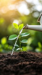 Canvas Print - Watering young plant in garden during golden hour light