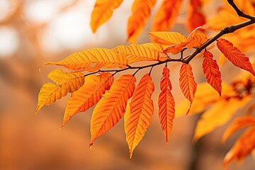 close up of a sumac tree branch with orange leaves on a blurred background