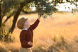 © Mariia Andreeva - boys in caps collecting olives at sunset in an olive grove. A beautiful moment of harvest and togetherness in nature during golden hour