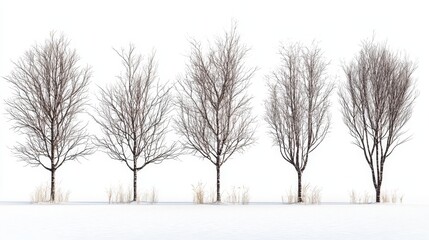 Poster -  a row of bare trees standing in the middle of a snowy field, with a white background The trees are covered in a blanket of snow, and the ground is also blanketed i