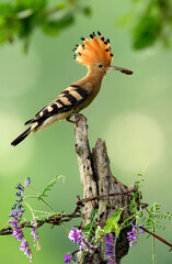 Wall Mural - eurasian hoopoe bird in early morning light ( upupa epops )