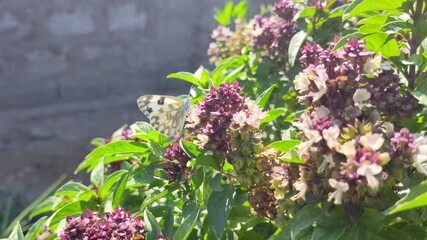 Wall Mural - White butterfly on flowers in the garden