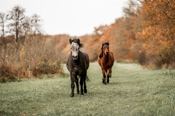 Cute little pony living in nature area 