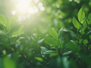 Aufkleber - Vibrant green foliage glows softly as sunlight filters through, creating a tranquil atmosphere with plenty of space for text. Ideal for health and eco-friendly campaigns