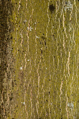 Giraldis tree of heaven bark detail