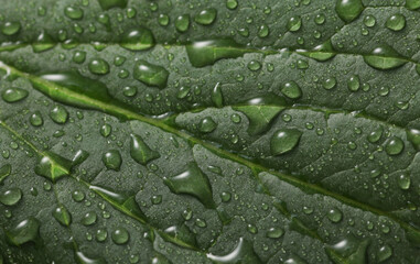 Wall Mural - Background of green leaf in raindrops