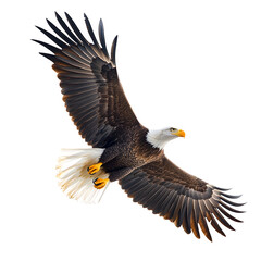 Poster - Majestic bald eagle gracefully soaring with wide open wings, isolated on a clear background