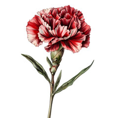 Poster - Elegant red carnation flower blooming, featuring detailed petals and green leaves, isolated on a transparent background
