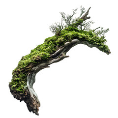 Aufkleber - Close-up of a weathered, moss-covered branch with a transparent background, ideal for nature-themed composites