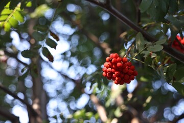 Wall Mural - Rowan tree with red berries growing outdoors, low angle view