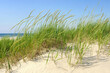 © AI_images - Wind-swept dune grass texture, golden strands bending with the wind over a sandy base, evoking coastal serenity
