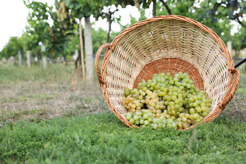 Wall Mural - Ripe grapes in wicker basket outdoors, space for text