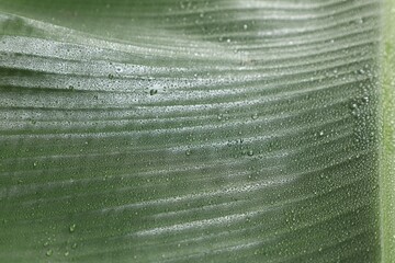 Wall Mural - fresh green banana tree leaf as background, closeup