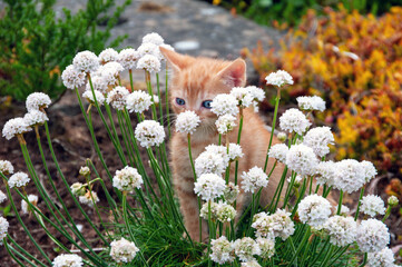 A kitten is sitting in a field of white flowers