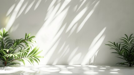 Poster - White Wall with Plant Shadow for Product Presentation Background