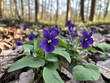 Tiny purple violets blooming in a shadowy forest.