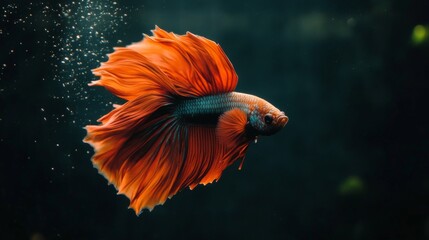 Poster - Vibrant Orange Betta Fish Swimming Gracefully in Aquarium Water