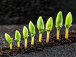 © Nittaya - Young green seedlings growing in soil, symbolizing growth and progress