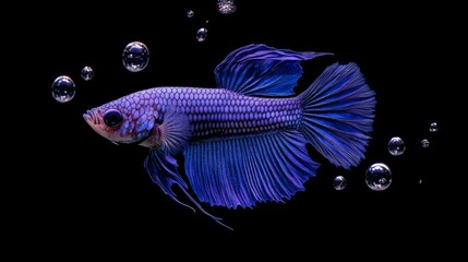 Poster - Vibrant Betta Fish Swimming Gracefully Among Bubbles in Dark Water