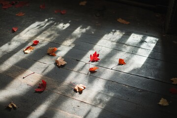 Poster - Autumn leaves casting gentle shadows on a wooden floor illuminated by the soft, natural light coming through the window, creating a serene, contemplative space.