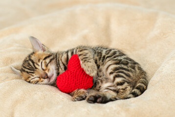 Cozy bengal kitten sleeps with red heart on warm bed