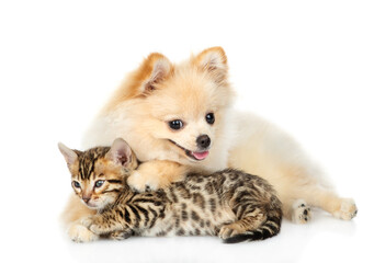 Poster - Young Spitz puppy hugs tiny Bengal kitten. Isolated on white background